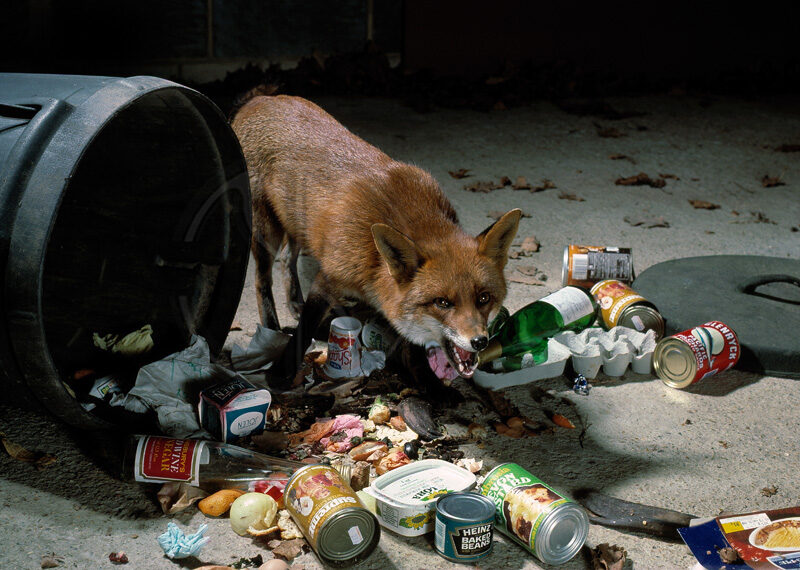 A red fox with its front paws up on an open dustbin, rummaging inside